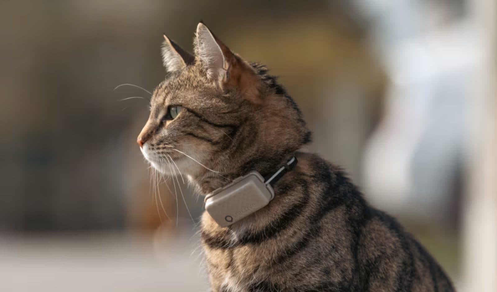 Tractive GPS Katten Mini
 | GPS tracker for cats view 5