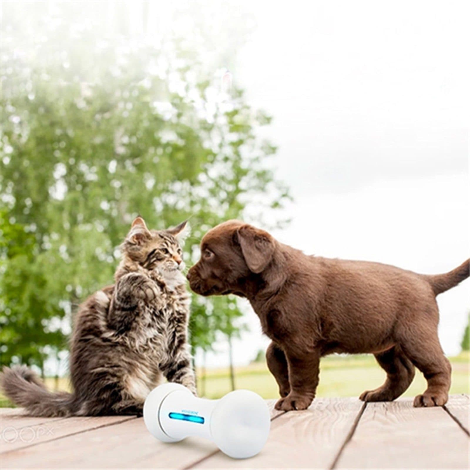 Wickedbone - interactieve kluif voor honden en katten view 6